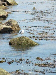 Bird on rock in Port of LA Harbor